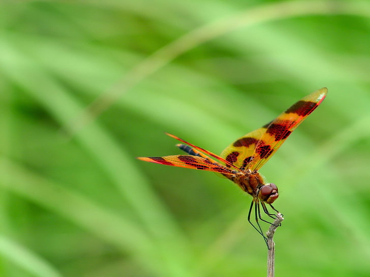 black and orange dragonfly, dragonfly, grass, leaves, plant, HD wallpaper