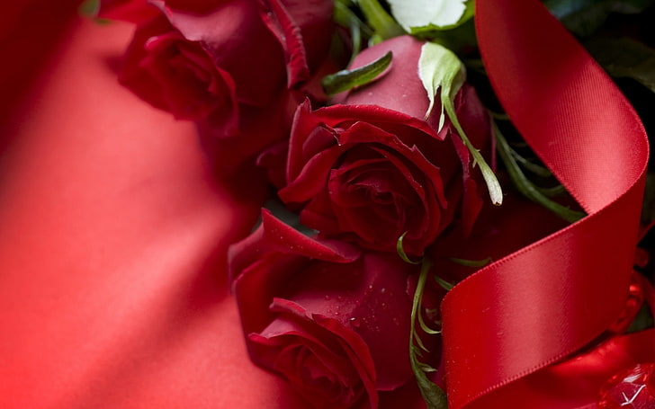 Three red rose flowers HD wallpapers free download | Wallpaperbetter