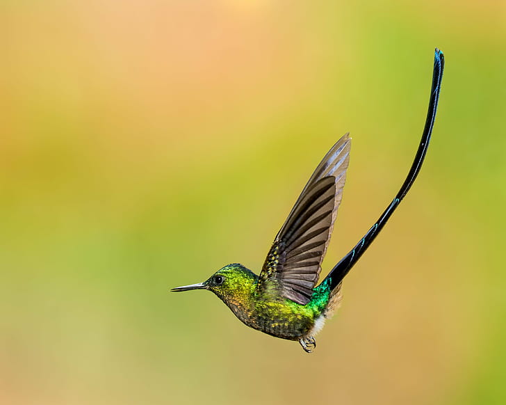 selective focus photography of flying Violet-tailed Sylph, Violet-tailed Sylph, selective focus, photography, Humming Bird, hummingbird, Nature, Lens, bird, wildlife, animal, iridescent, hovering, beak, feather, animal Wing, bird Watching, flying, multi Colored, green Color, animals In The Wild, outdoors, HD wallpaper