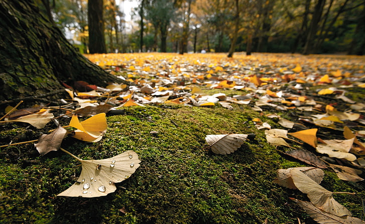 Ginko lämnar på marken på hösten, torkat blad, säsonger, höst, löv, mark, Ginko, HD tapet