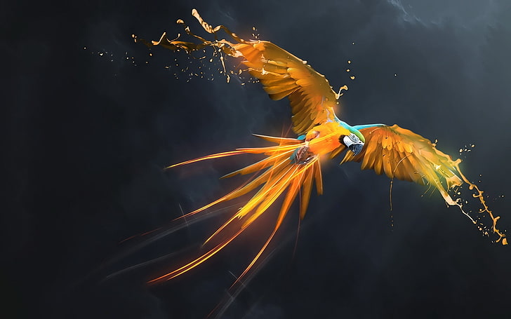 Cool Yellow Parrot-Papier peint de haute qualité, oiseau orange et vert, Fond d'écran HD