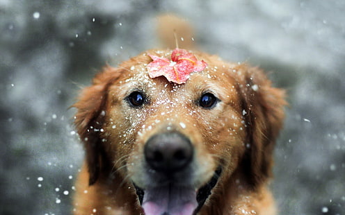 щенок золотистого ретривера, собака, животные, снег, листья, осень, лабрадор ретривер, глубина резкости, HD обои HD wallpaper