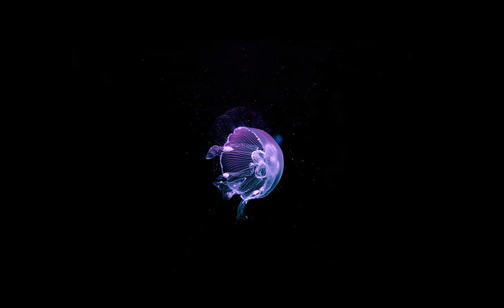 Медуза - глубокое синее море, розовая медуза, животные, море, медуза, вода, океан, глубокий, синий, красивый, подводный, удивительный, фиолетовый, HD обои