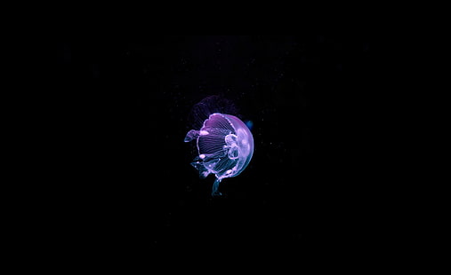 Медуза - глубокое синее море, розовая медуза, животные, море, медуза, вода, океан, глубокий, синий, красивый, подводный, удивительный, фиолетовый, HD обои HD wallpaper