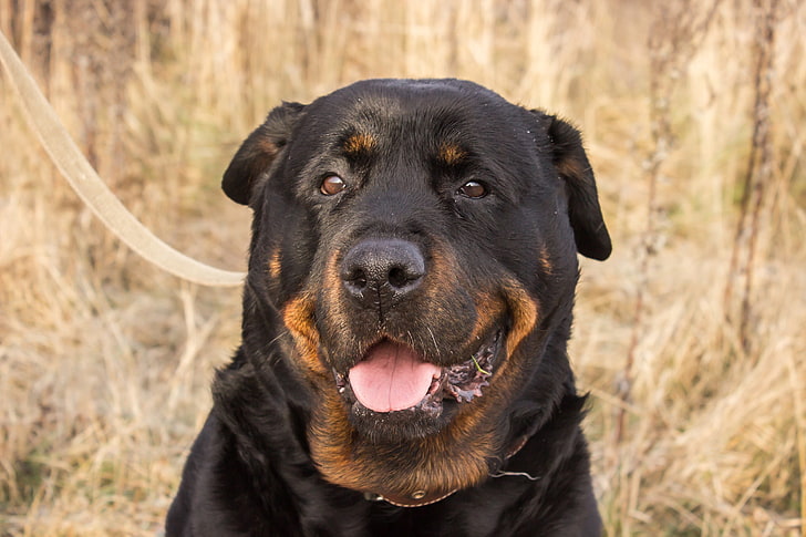anjing hitam dan cokelat berlapis pendek, hewan, anjing, Rottweiler, Rusia, Wallpaper HD