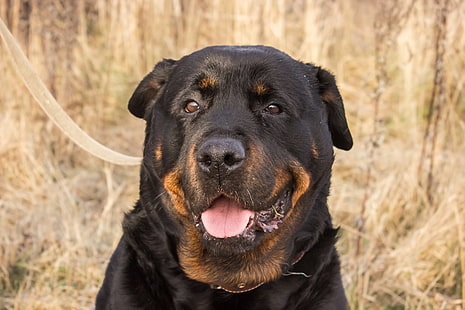 สุนัขสีดำและสีน้ำตาลเคลือบสั้นสัตว์สุนัข Rottweiler รัสเซีย, วอลล์เปเปอร์ HD HD wallpaper