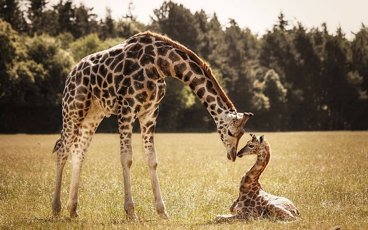 Giraffer, giraffer, baby, giraff, mamma, giraffer, HD tapet