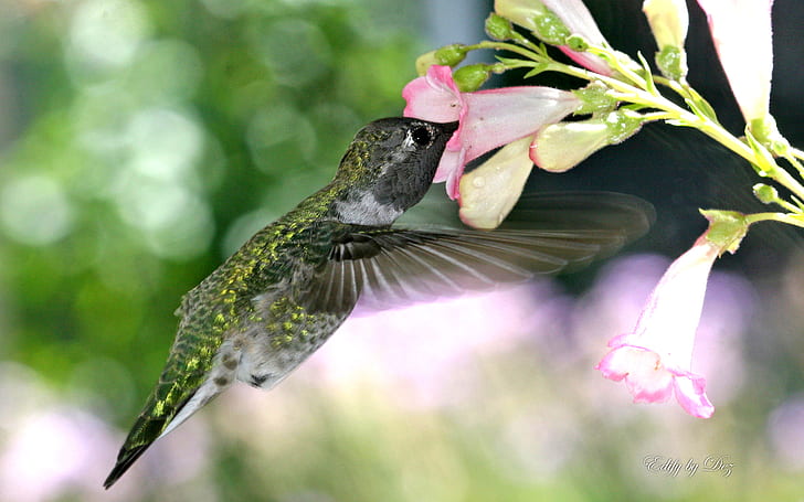 Hungrig kolibri, gul och brun kolibri, kolibri, hungrig, HD tapet