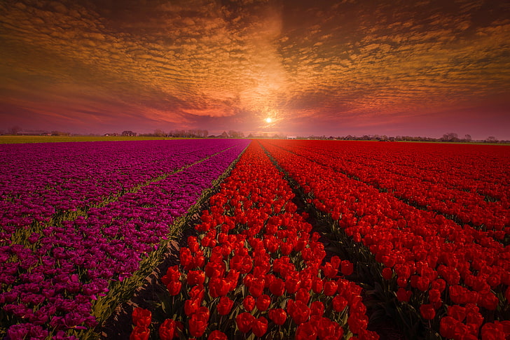 campo de flores de color púrpura y rojo, campo, el cielo, puesta de sol, flores, naturaleza, tulipanes, rojo, yemas, Holanda, Fondo de pantalla HD