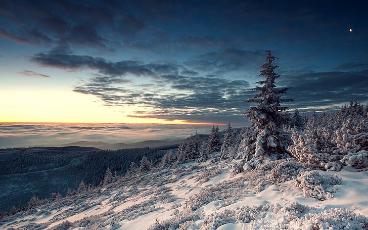 pino, naturaleza, paisaje, invierno, nieve, bosque, colinas, luna, puesta de sol, nubes, árboles, niebla, blanco, azul, valle, Fondo de pantalla HD