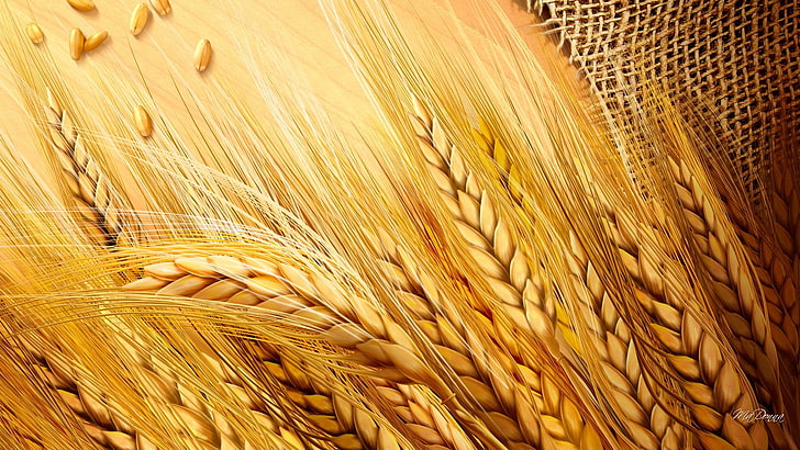 field, harvest, ears, burlap, HD wallpaper