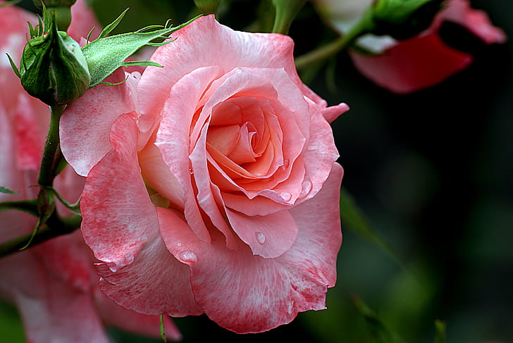 La photo en gros plan de rose rose, Liverpool Echo, gros plan, photo, rose rose, roses, jardinage, fleurs, domaine public, dédicace, CC0, photos, rose - fleur, nature, pétale, rose couleur, plante, fleur, fermer-up, fraîcheur, Fond d'écran HD