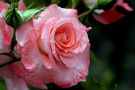 närbild foto av rosa ros, Liverpool Echo, närbild, foto, rosa ros, Rosor, Trädgårdsskötsel, blommar, Public Domain, Dedikation, CC0, foton, ros - Blomma, natur, kronblad, rosa Färg, växt, blomma, när- upp, friskhet, HD tapet HD wallpaper