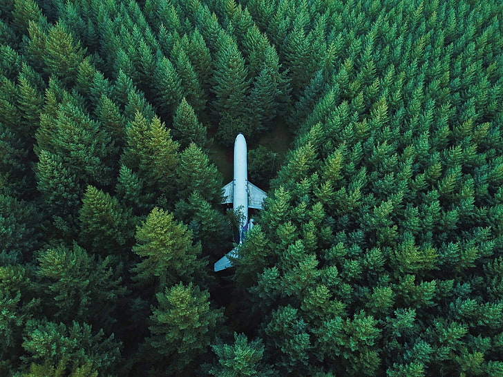 white airplane, airplane, trees, top view, HD wallpaper