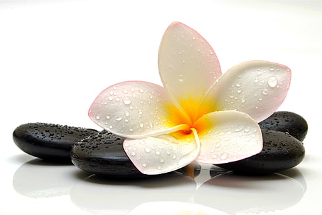 plumeria blanc et quatre cailloux noirs, fleur, gouttes, pierre, Fond d'écran HD HD wallpaper