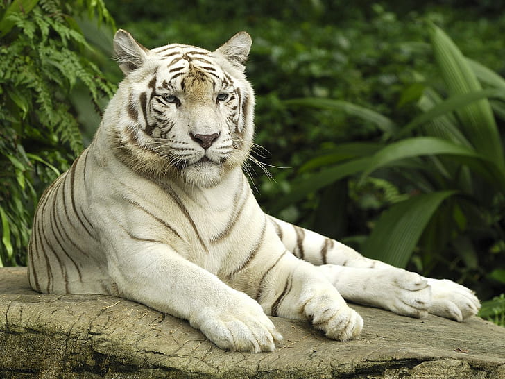 Tigre bianca, Singapore, bianco, tigre, Singapore, Sfondo HD