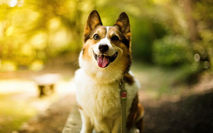 Cute Pet Dogs Corgi Photography HD Wallpaper, adult Cardigan Welsh corgi, HD wallpaper
