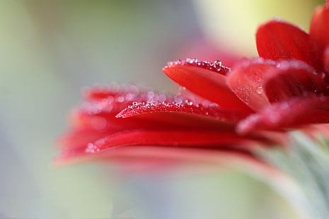 Blume, Wasser, Tropfen, Rosa, Blütenblätter, Gerbera, HD-Hintergrundbild HD wallpaper