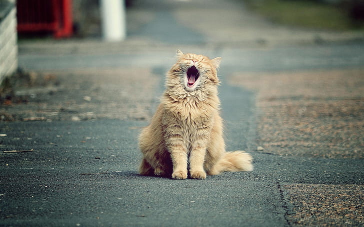 Cute cat yawns, Cute, Cat, Yawns, HD wallpaper