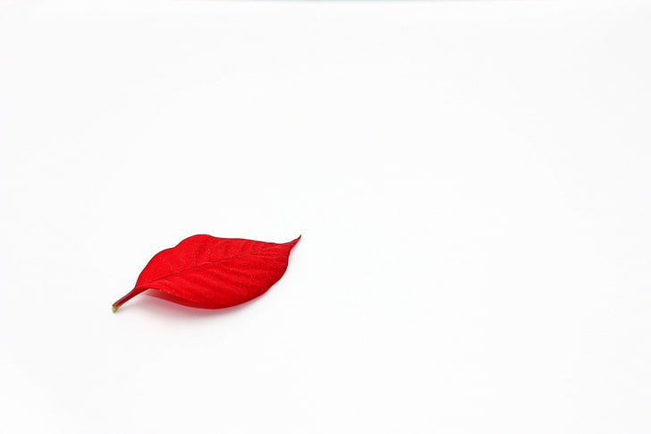 листа, червен, бял, бял фон, минимализъм, прост фон, HD тапет