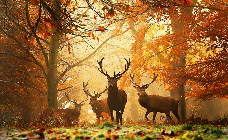 brązowe jelenie, jelenie, trawa, liście, jesień, drzewa, Tapety HD