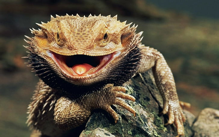 bearded dragon lizards animals, HD wallpaper