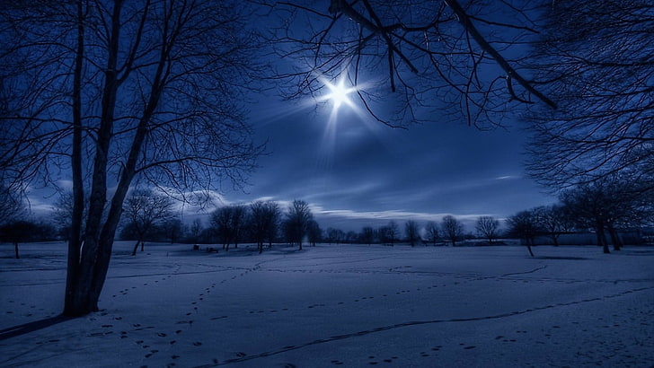 langit, musim dingin, alam, salju, diterangi cahaya bulan, pembekuan, pohon, cahaya bulan, malam, kegelapan, cahaya, cabang, kebiru-biruan, malam, Wallpaper HD