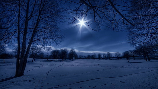 langit, musim dingin, alam, salju, diterangi cahaya bulan, pembekuan, pohon, cahaya bulan, malam, kegelapan, cahaya, cabang, kebiru-biruan, malam, Wallpaper HD HD wallpaper