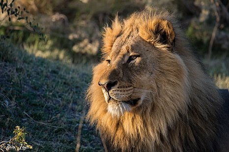 кафяв крал лъв фотография, DT, лъв, фотография, Ботсвана, Дума, Тау, Африка, сафари, дива природа, пътуване, никон, слон, хипопотам, рибен орел, седлоплатен щъркел, напечен, крал рибар, люляк с гърди, диво куче лъв - котешка, недоместена котка, месоядно животно, сафари Животни, животни в дивата природа, животно, природа, котешки, грива, голяма котка, бозайник, савана, на открито, Национален парк Серенгети, Кения, мъжки животни, опасност, голяма, Танзания, HD тапет HD wallpaper