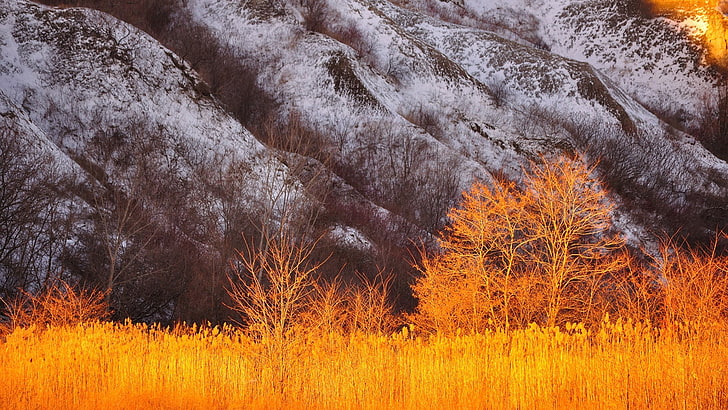 tekstil bunga merah dan putih, alam, lanskap, pegunungan, batu, pohon, musim gugur, salju, tanaman, Wallpaper HD