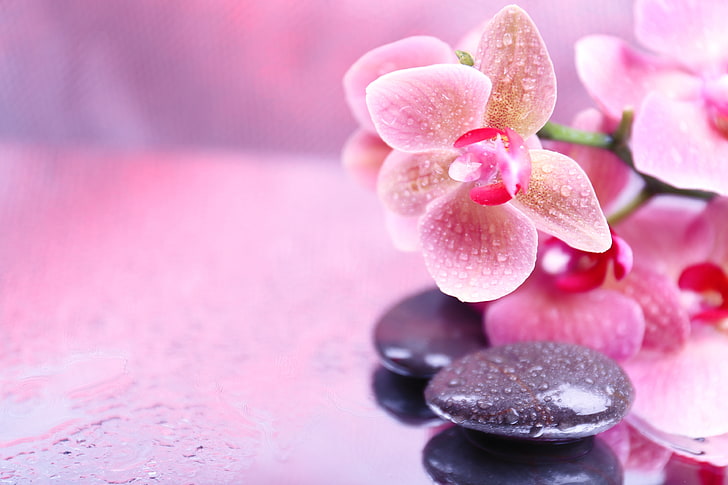 розово цвете, цветя, капчици, орхидея, спа камъни, HD тапет