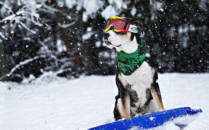 chien, drôle, lunettes, humour, traîneau, neige, hiver, Fond d'écran HD