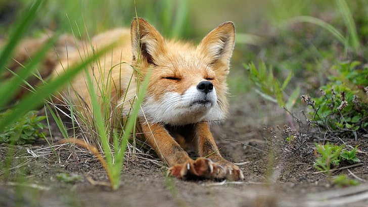 brown fox, fox, animals, nature, stretching, HD wallpaper