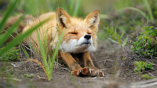 кафява лисица, лисица, животни, природа, разтягане, HD тапет HD wallpaper