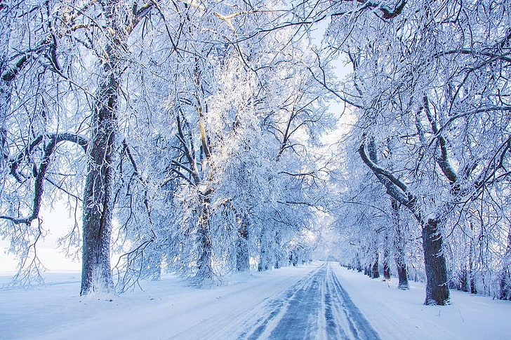 árboles y nieve, naturaleza, paisaje, frío, mañana, camino, invierno, nieve, luz solar, blanco, azul, Fondo de pantalla HD