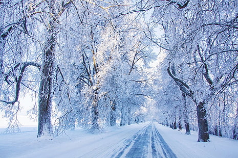 木と雪、自然、風景、寒さ、朝、道路、冬、雪、日光、白、青、 HDデスクトップの壁紙 HD wallpaper