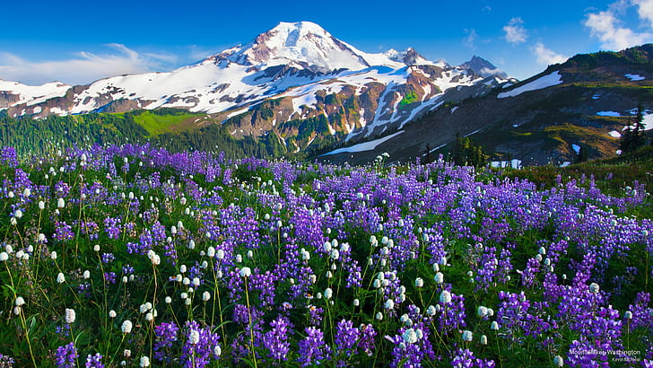 Gunung Baker, Washington, Pegunungan, Wallpaper HD