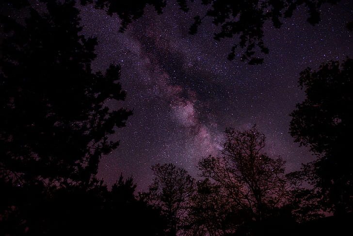 الطبيعة ، الأشجار ، السماء ، النجوم ، المناظر الطبيعية ، الليل، خلفية HD