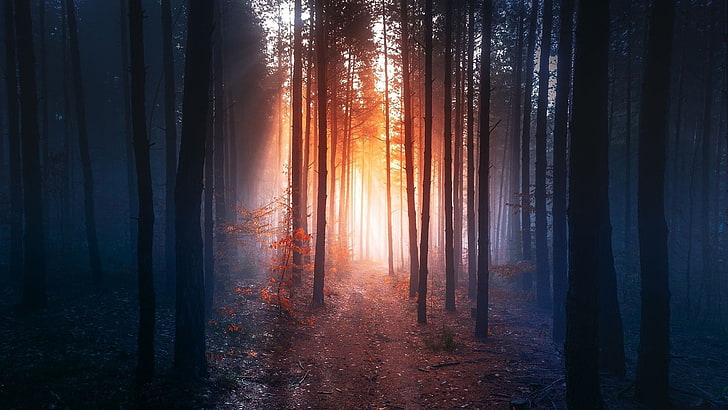 twilight, darkness, dark forest, path, forest path, woods, autumn, sunlight, HD wallpaper