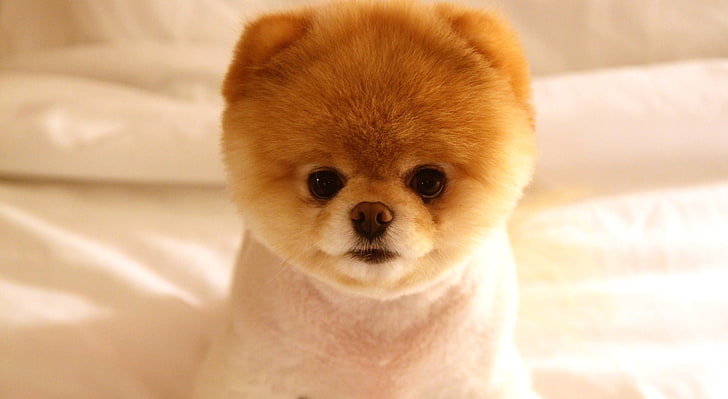 Cute Dog Boo, Boo the Pomeranian, Cute, Fondo de pantalla HD