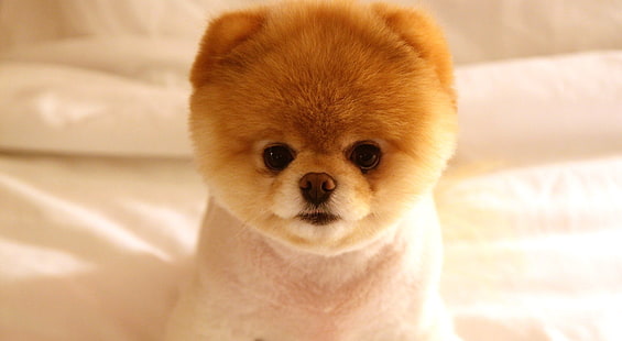 كلب لطيف بوو ، بوو كلب صغير طويل الشعر ، لطيف، خلفية HD HD wallpaper