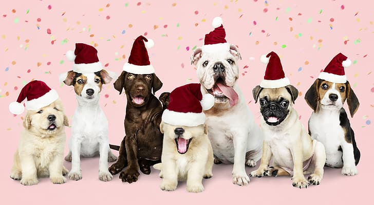 สุนัข, ปีใหม่, คริสต์มาส, ลูกสุนัข, มีความสุข, ซานต้า, น่ารัก, เมอร์รี่, หมวกซานต้า, วอลล์เปเปอร์ HD