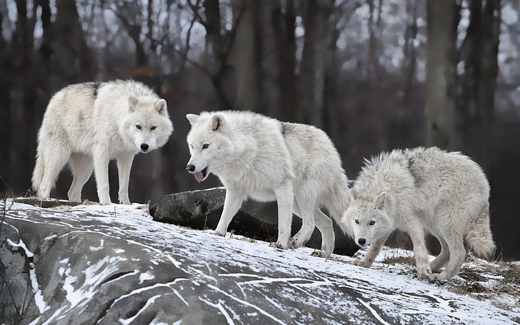 dois coelhos brancos e cinza, lobo, natureza, vida selvagem, HD papel de parede