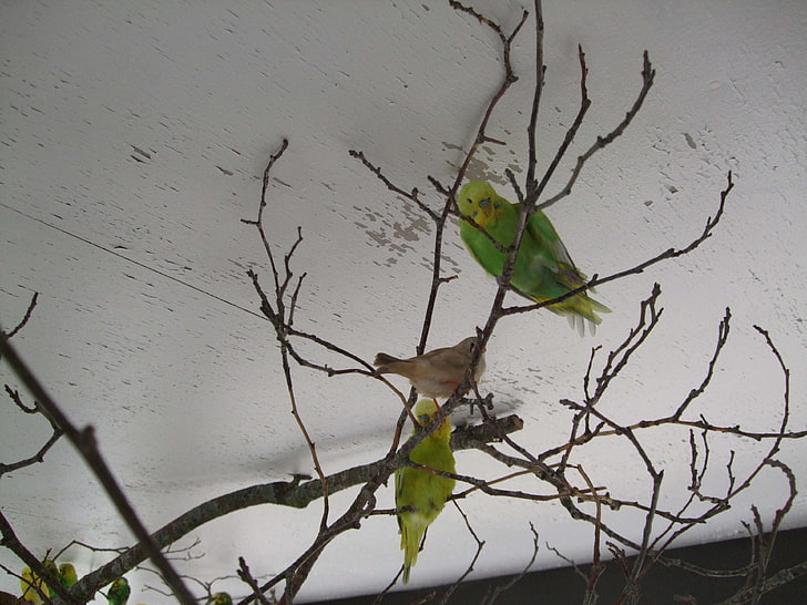 bird, budgie, tree branch, HD wallpaper