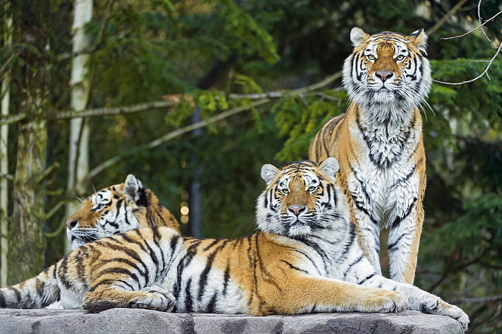 Amur tiger treenighet, Amur tiger, katt, tiger, rovdjur, treenighet, HD tapet