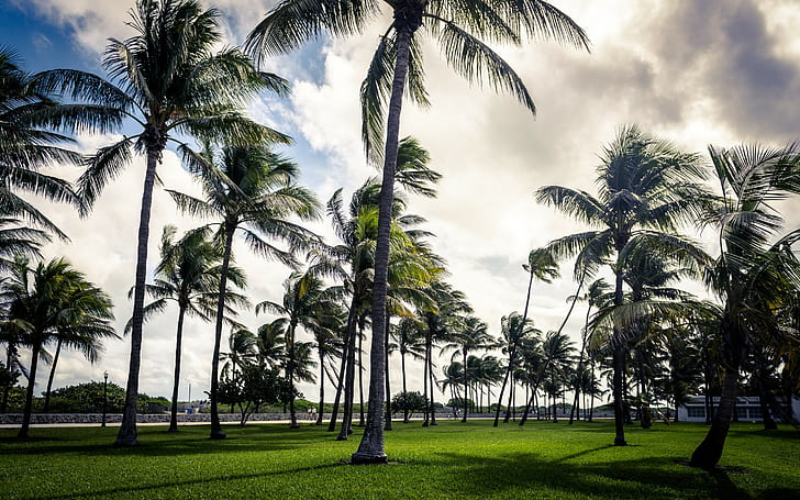Майами-Бич, парк, арт, деко, пальмы, Майами, пляж, Флорида, США, небо, облака, трава, парк, HD обои