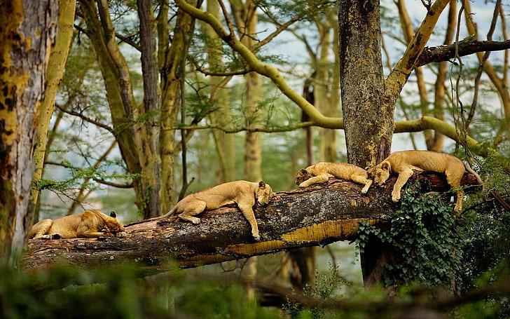 four lion cubs, lion, Africa, trees, sleeping, nature, big cats, animals, wildlife, HD wallpaper