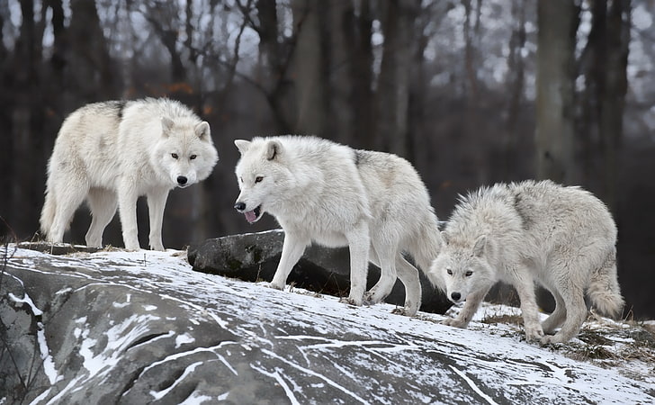 White Wolves Pack, three white wolves, Animals, Wild, white wolves, wolf, white wolf, HD wallpaper