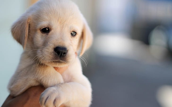 かわいい子犬、犬、ペット、顔、手、かわいい、子犬、犬、ペット、顔、手、 HDデスクトップの壁紙