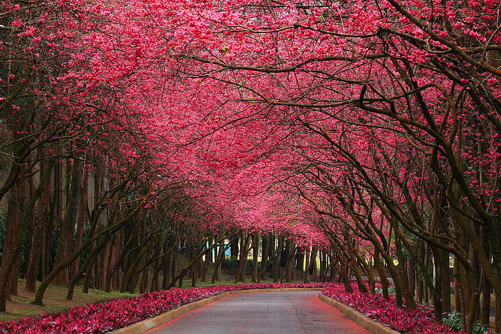 Pink Flowering Trees, pink trees, Nature, Flowers, flower, pink, tree, road, HD wallpaper
